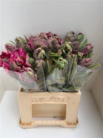 Срезанные цветы оптом Tulipa pa от 25шт из Голландии с доставкой по России