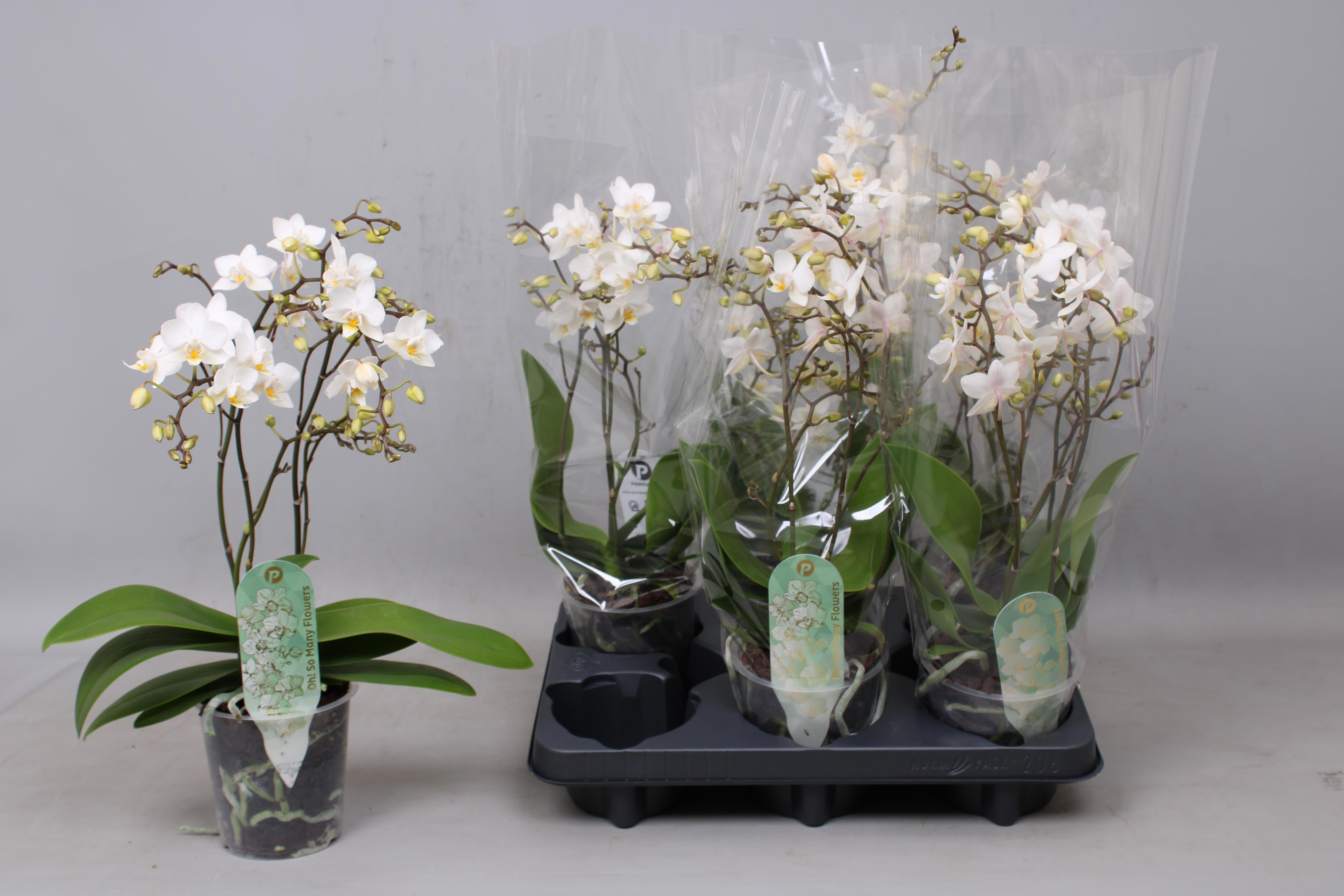 Горшечные цветы и растения оптом Phal Mf F Soft Cloud от 6шт из Голландии с доставкой по России