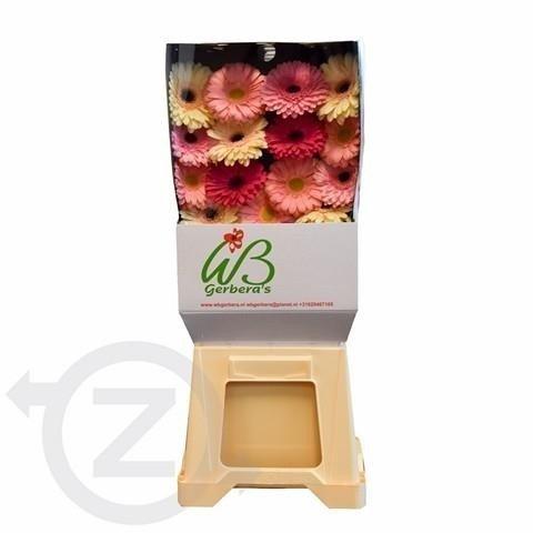 Срезанные цветы оптом Gerbera diamond mix pastel от 45шт из Голландии с доставкой по России