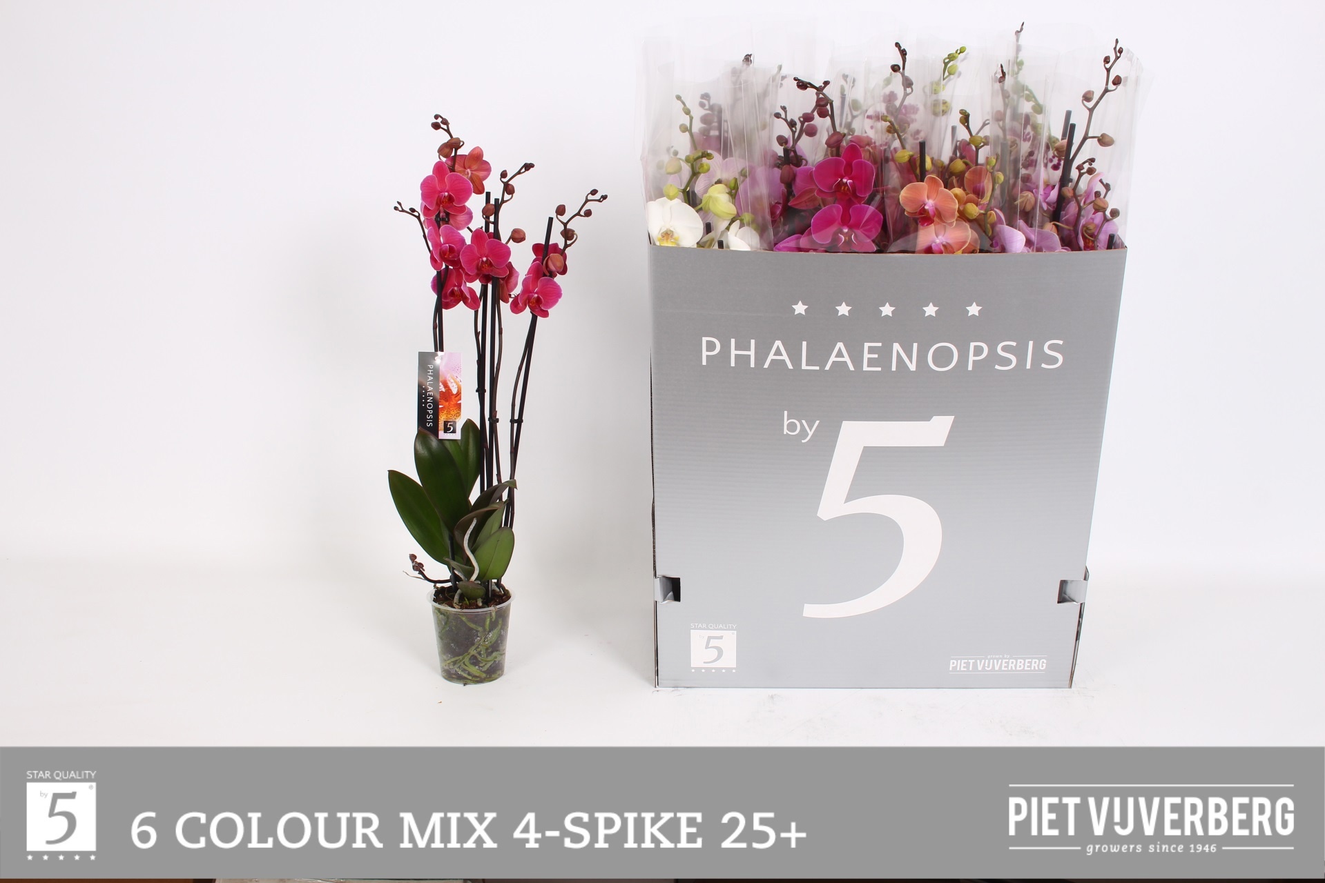 Горшечные цветы и растения оптом Phal Gem 6 Kl от 12шт из Голландии с доставкой по России