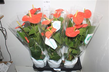 Горшечные цветы и растения оптом Anthu An Nebraska 4+ от 6шт из Голландии с доставкой по России