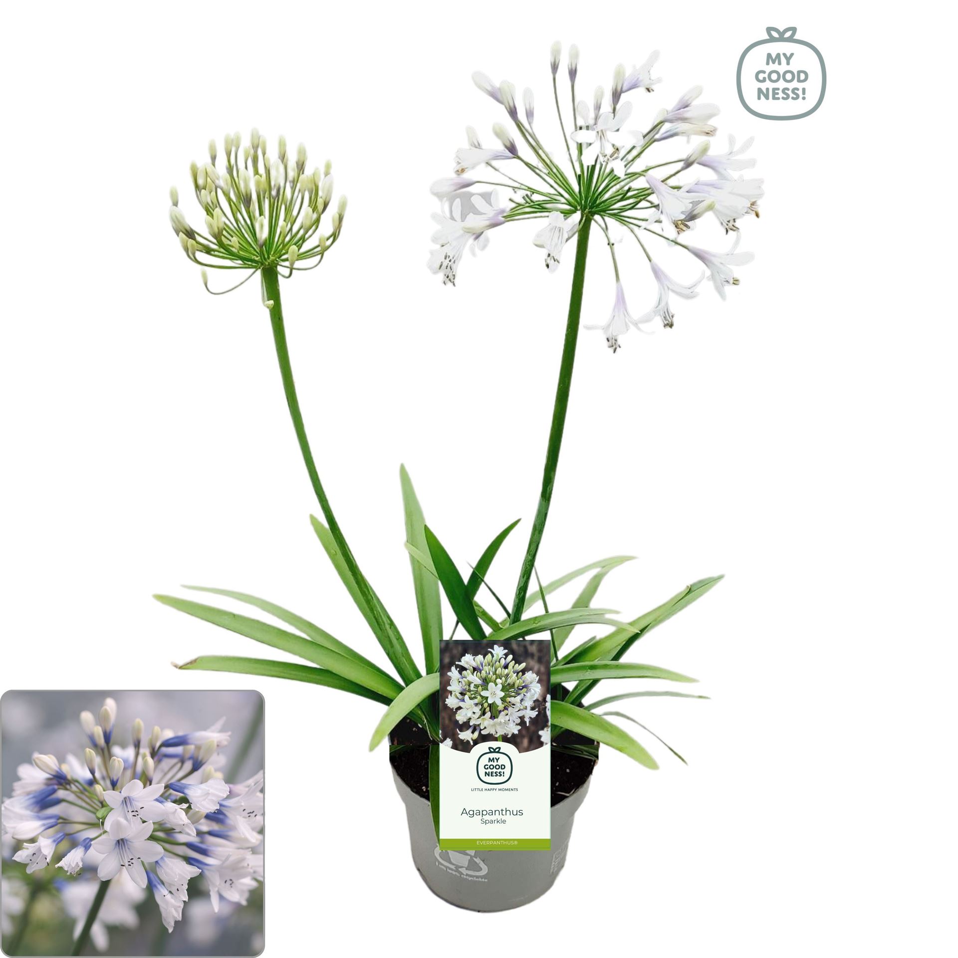 Горшечные цветы и растения оптом Agapanthus   ... от 6шт из Голландии с доставкой по России