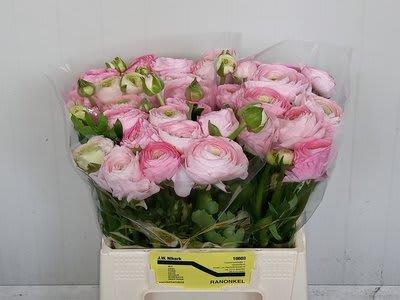 Срезанные цветы оптом Ranunculus aazur pink от 50шт из Голландии с доставкой по России
