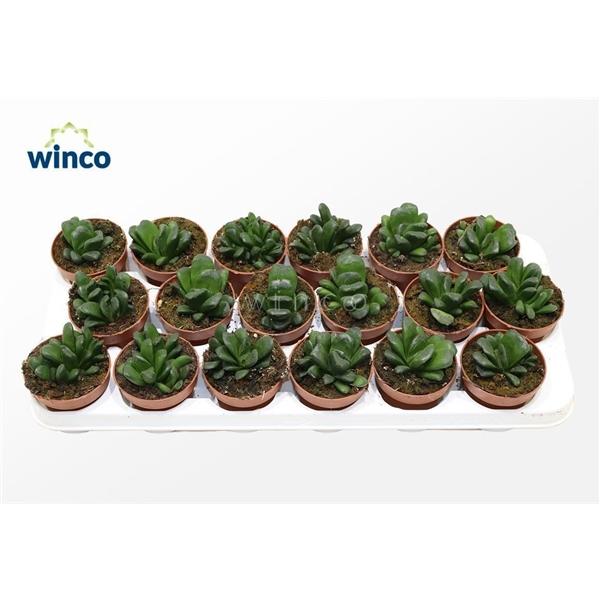 Горшечные цветы и растения оптом Haworthia Maughanii X Truncata от 18шт (для телеги) из Голландии с доставкой по России