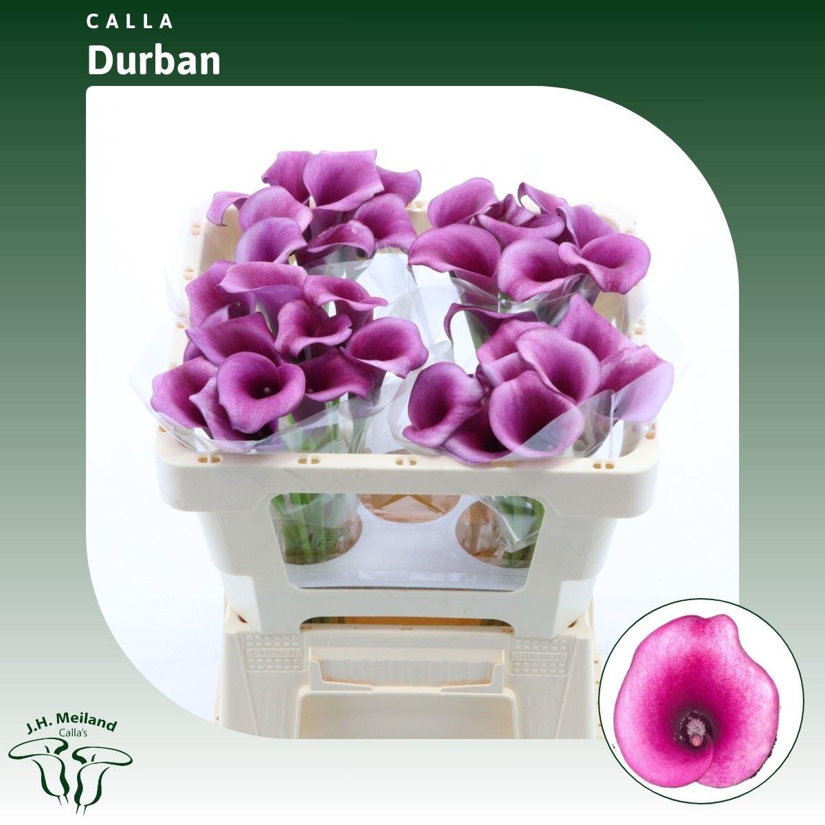 Срезанные цветы оптом Zantedeschia durban от 40шт из Голландии с доставкой по России