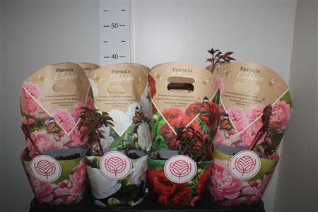 Горшечные цветы и растения оптом Paeonia L Gem 3 Srt от 8шт из Голландии с доставкой по России