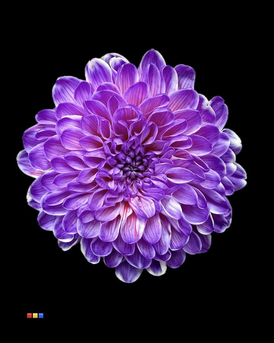 Срезанные цветы оптом Chrys sp paint altaj expression от 40шт из Голландии с доставкой по России