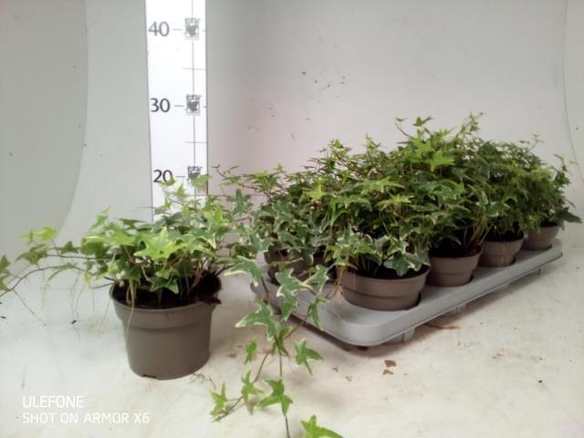 Горшечные цветы и растения оптом Hed He Ingelise от 8шт из Голландии с доставкой по России