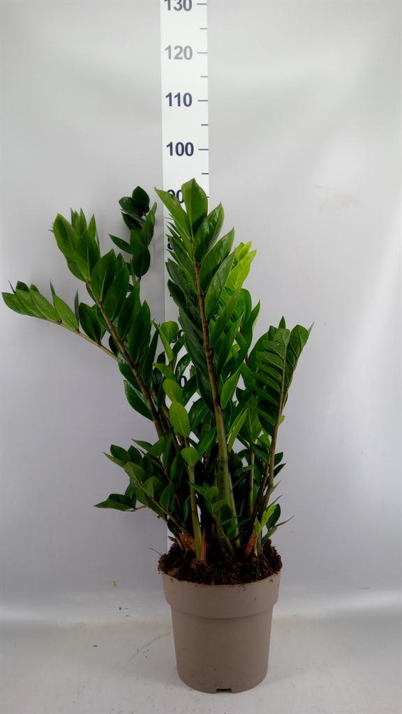Горшечные цветы и растения оптом Zamioculcas 8+ Veren A от 1шт из Голландии с доставкой по России