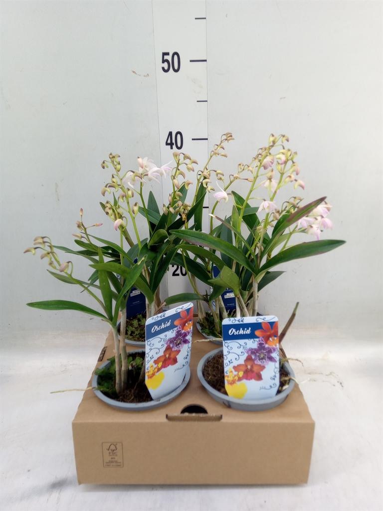 Горшечные цветы и растения оптом Dendrobium   ... от 4шт из Голландии с доставкой по России