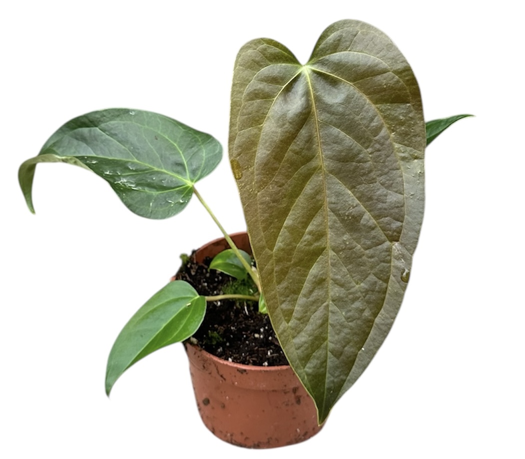 Горшечные цветы и растения оптом Anthurium Queen Of Hearts от 1шт из Голландии с доставкой по России