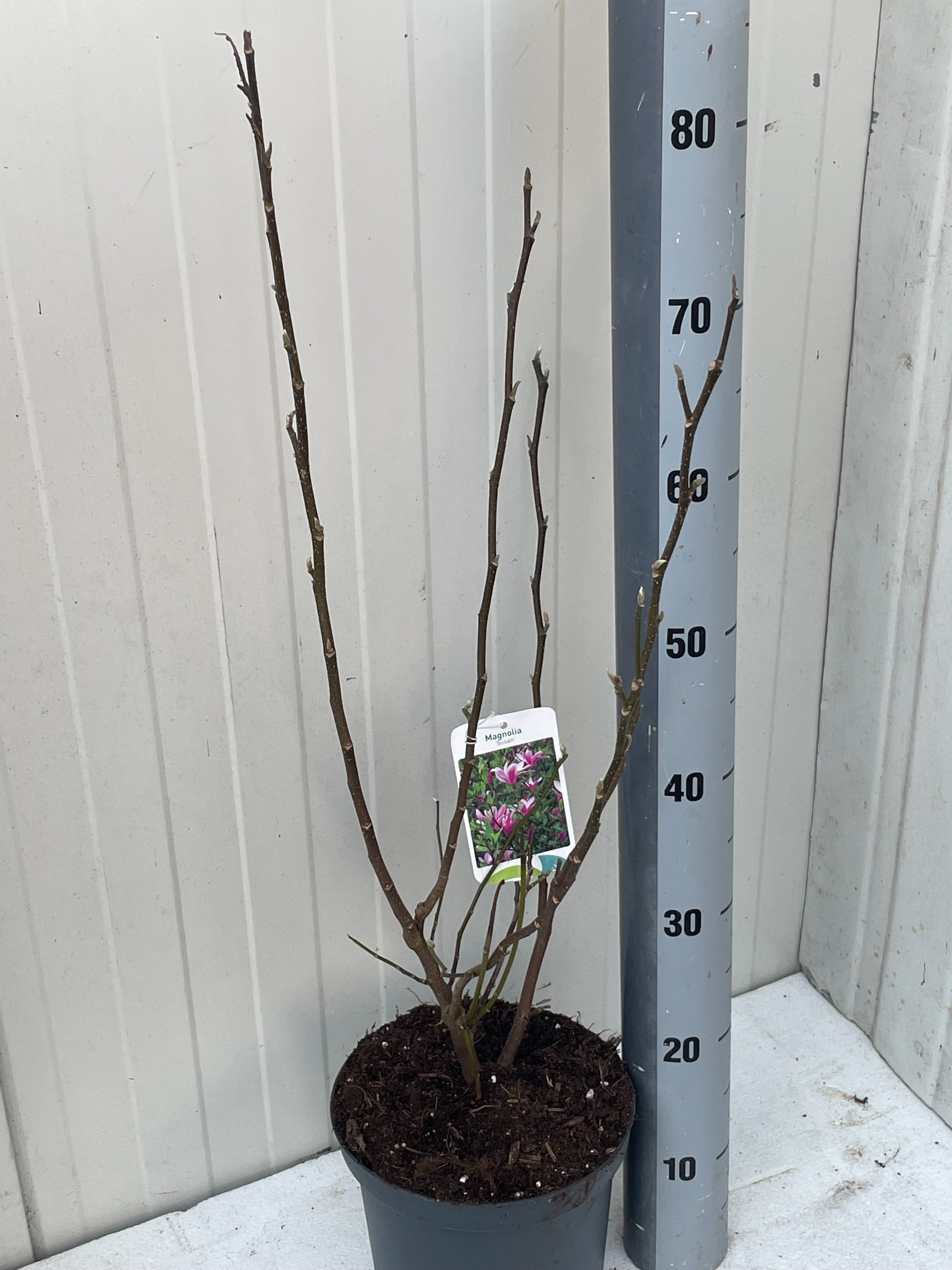 Горшечные цветы и растения оптом Magn Susan от 1шт из Голландии с доставкой по России