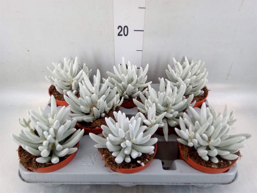 Горшечные цветы и растения оптом Senecio   ... от 8шт из Голландии с доставкой по России