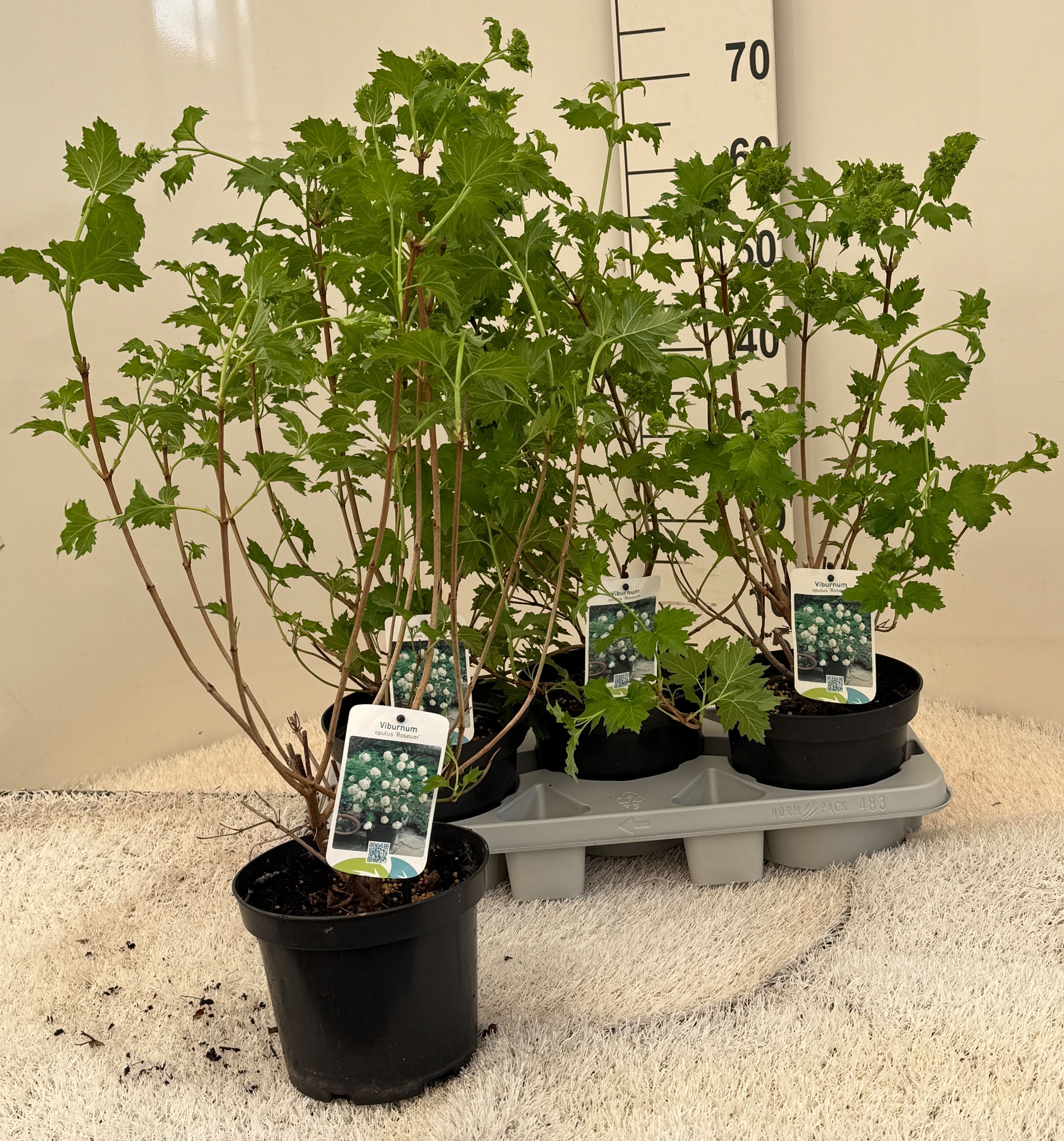 Горшечные цветы и растения оптом Vibu Op Roseum от 3шт из Голландии с доставкой по России