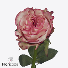 Срезанные цветы оптом Rosa large country spirit candy от 40шт из Голландии с доставкой по России