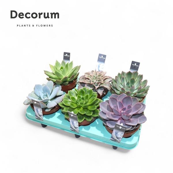 Горшечные цветы и растения оптом Echeveria Mix (decorum) от 6шт из Голландии с доставкой по России