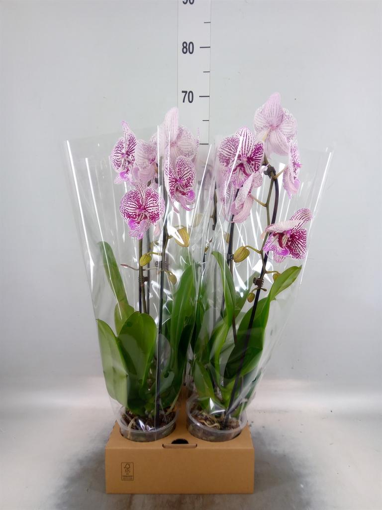 Горшечные цветы и растения оптом Phal Elegant Cascade от 4шт из Голландии с доставкой по России
