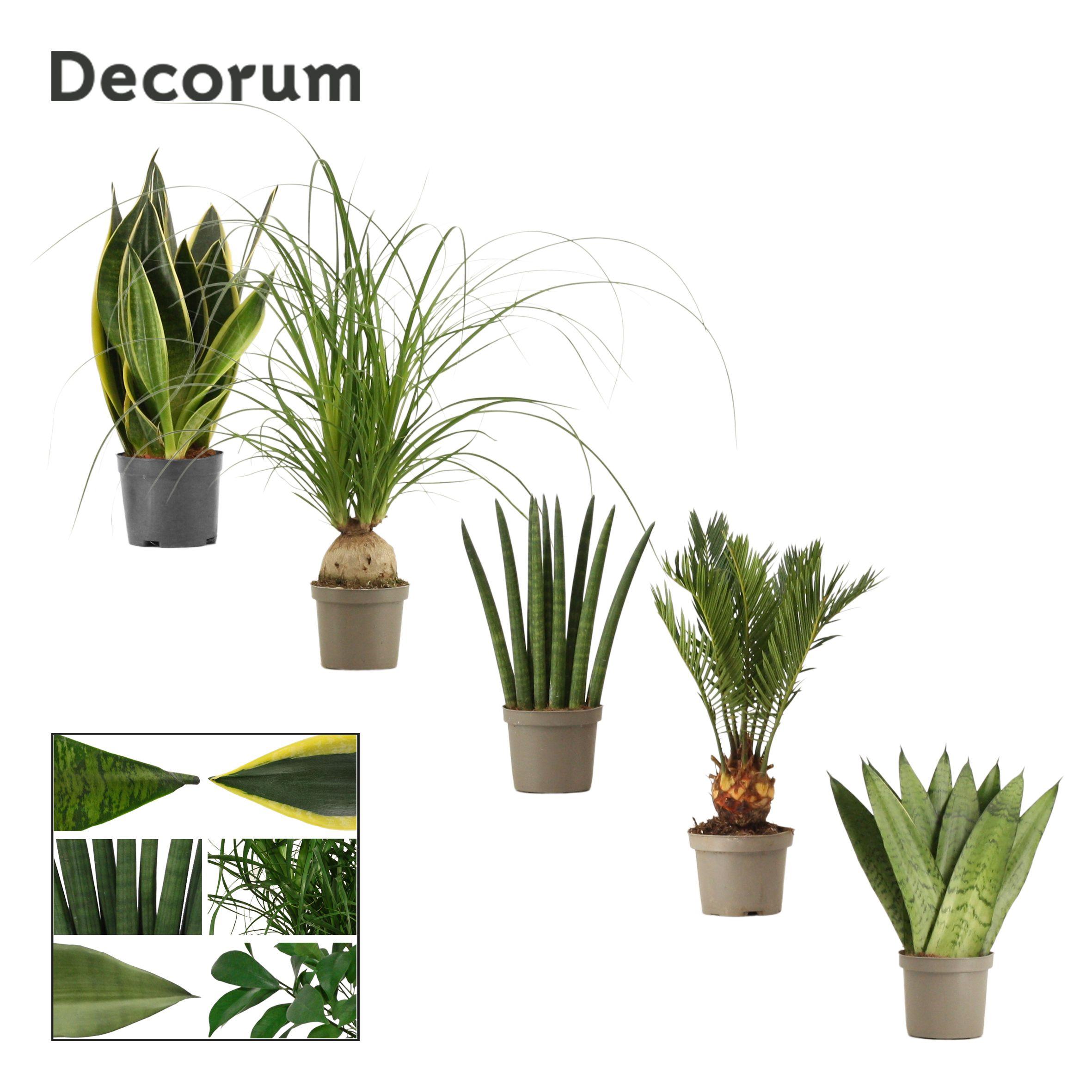 Горшечные цветы и растения оптом Greenmix (decorum) от 18шт (для телеги) из Голландии с доставкой по России
