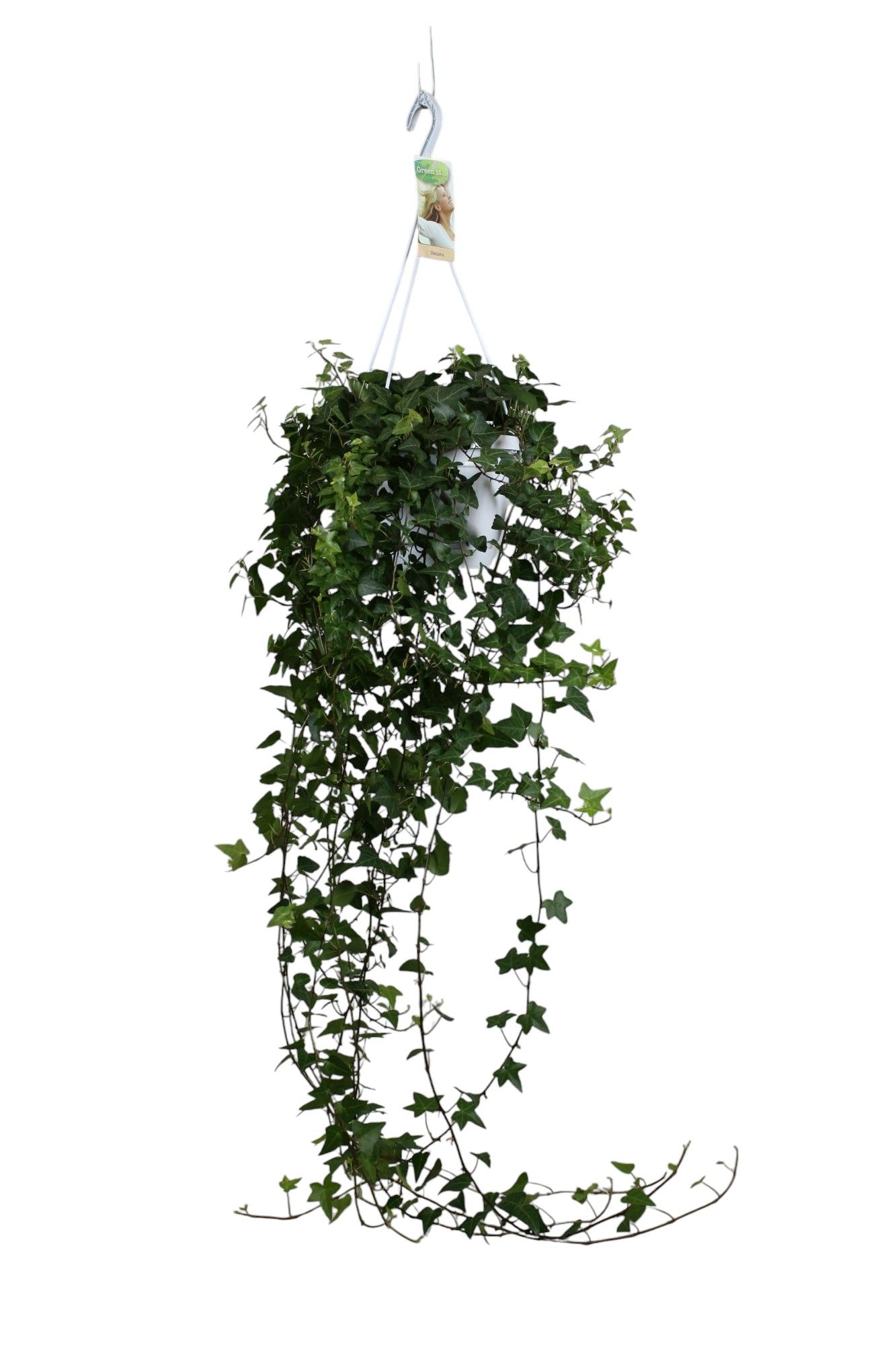 Горшечные цветы и растения оптом Hedera Helix Anna - Hang/xxl от 1шт из Голландии с доставкой по России