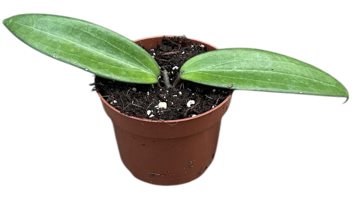 Горшечные цветы и растения оптом Hoya Cinnamomifolia от 1шт из Голландии с доставкой по России