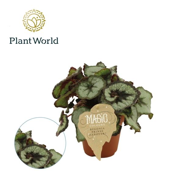 Горшечные цветы и растения оптом Begonia Rex Prinsess Hanover от 8шт (для телеги) из Голландии с доставкой по России
