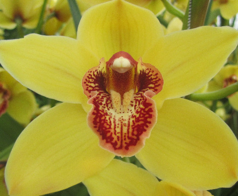 Срезанные цветы оптом Cymbidium yellow nevada от 8шт из Голландии с доставкой по России