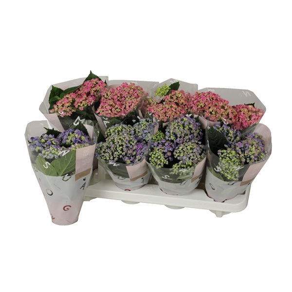 Горшечные цветы и растения оптом Hydrangea Ma Curly Wurly 3+ от 8шт из Голландии с доставкой по России