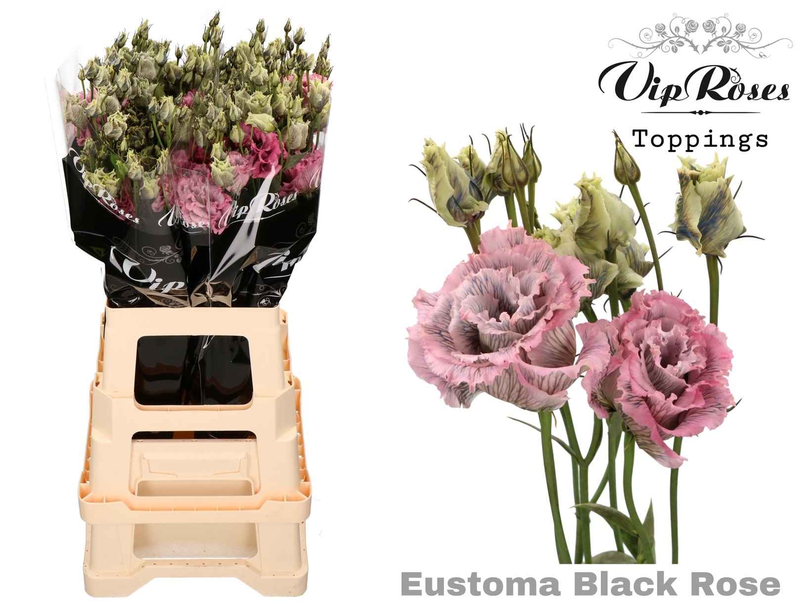 Срезанные цветы оптом Lisianthus do paint black rose от 20шт из Голландии с доставкой по России