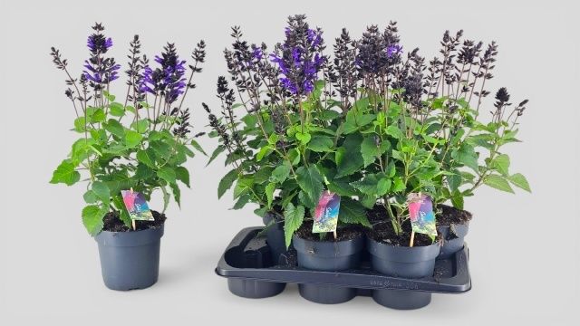 Горшечные цветы и растения оптом Salvia Lake Blueberr от 6шт из Голландии с доставкой по России