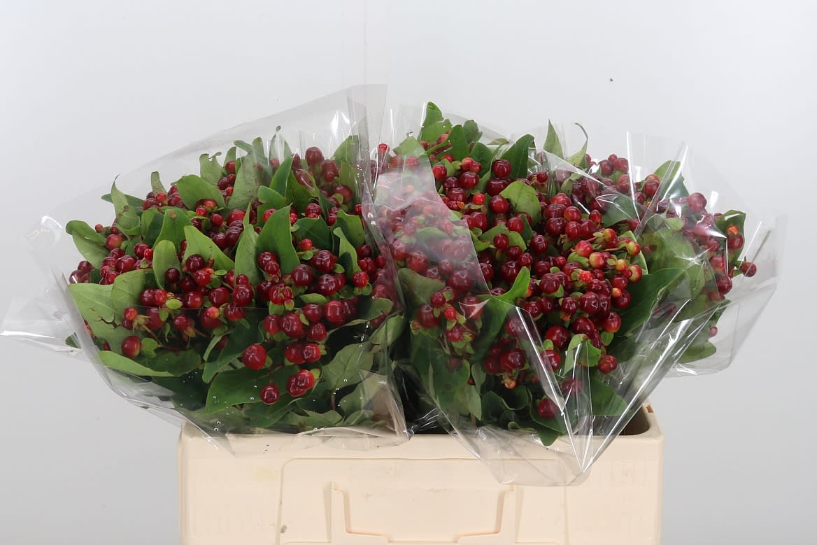 Срезанные цветы оптом Hypericum mag cherry от 125шт из Голландии с доставкой по России