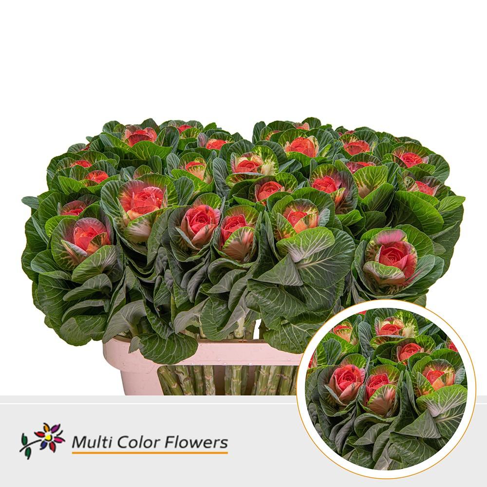 Срезанные цветы оптом Brassica paint naturel + pink eye от 30шт из Голландии с доставкой по России