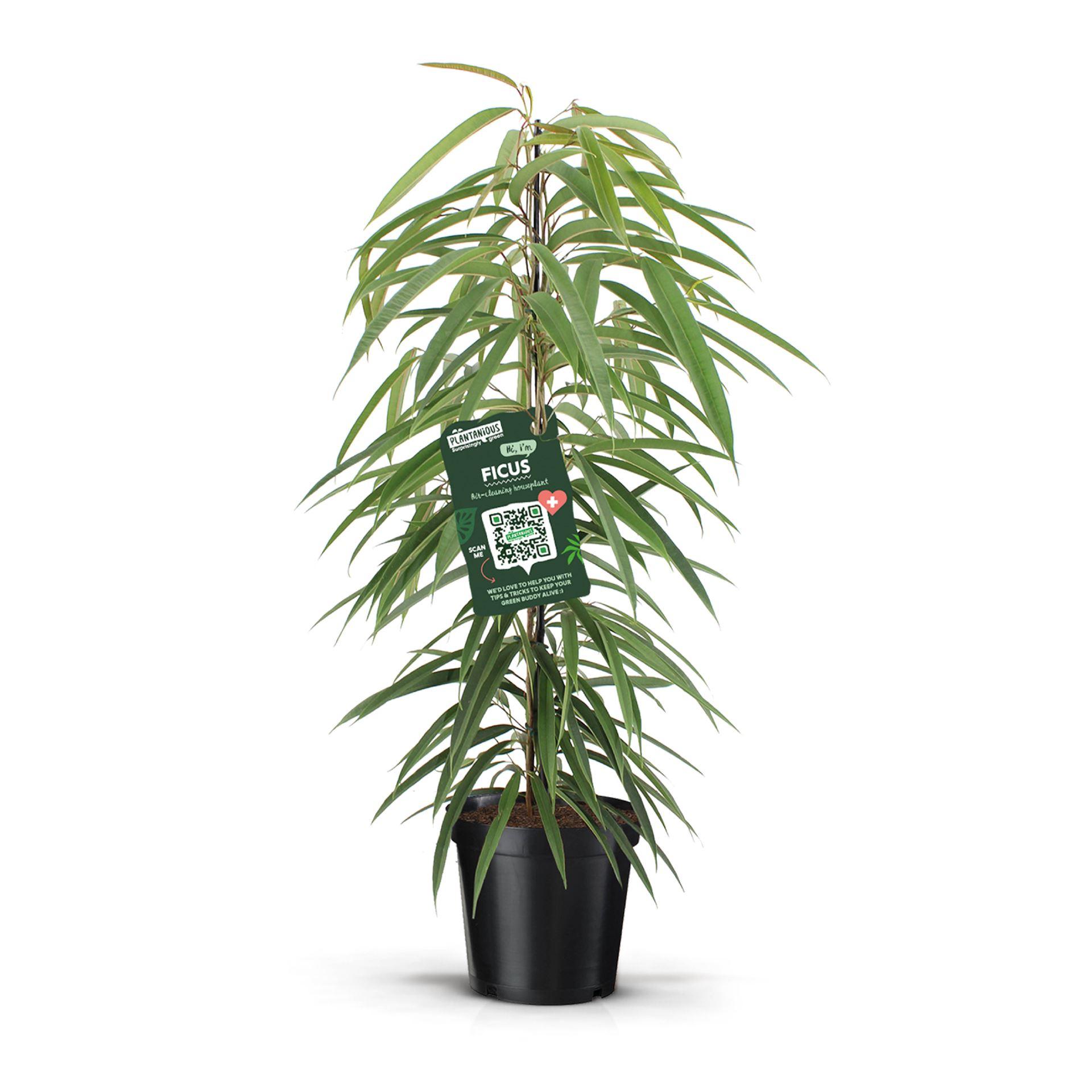Горшечные цветы и растения оптом Ficus Bin Alii от 1шт из Голландии с доставкой по России