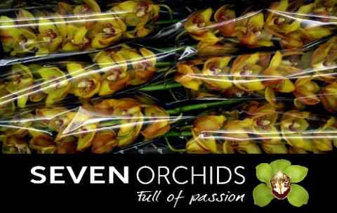 Срезанные цветы оптом Cymbidium yellow river esther от 6шт из Голландии с доставкой по России