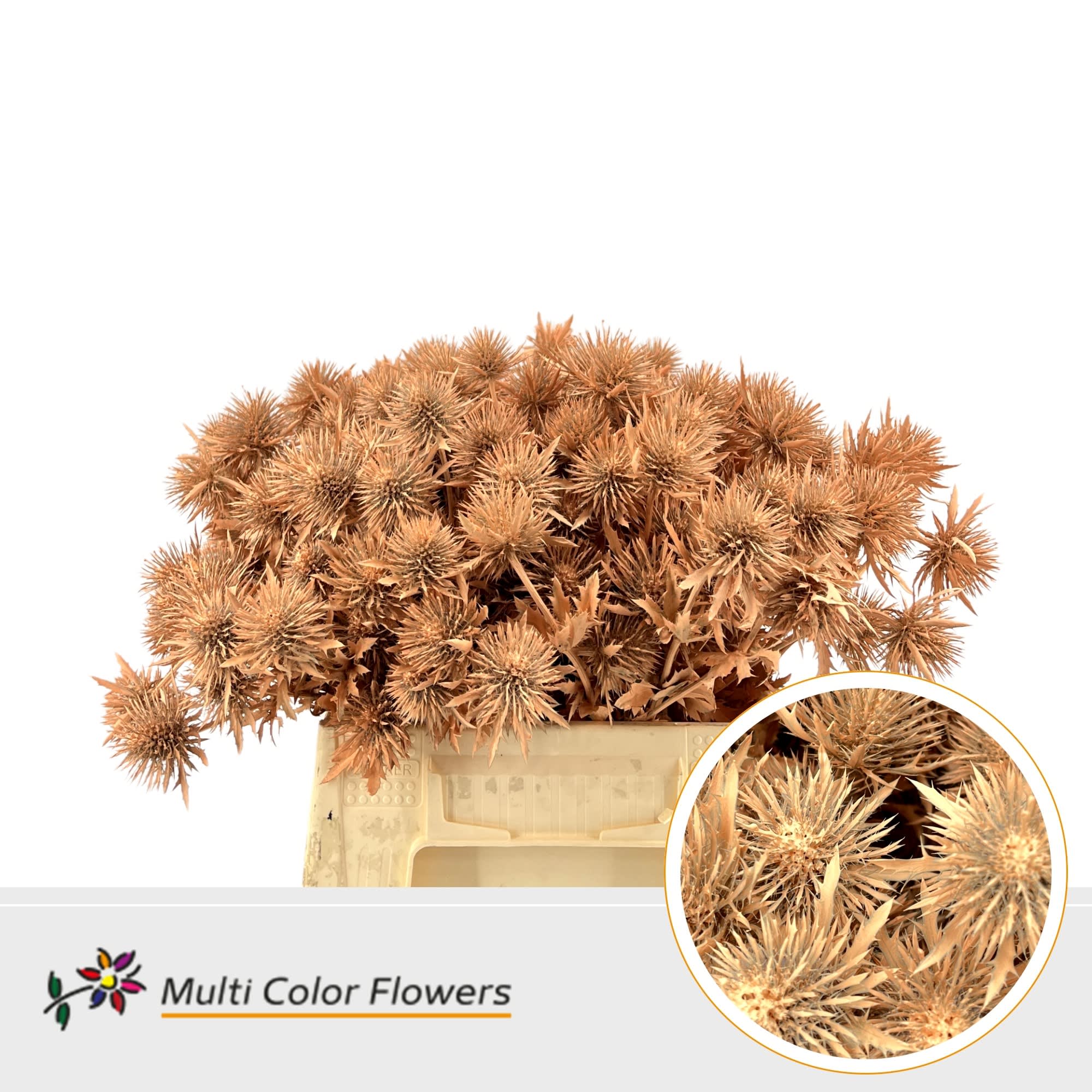 Срезанные цветы оптом Eryngium paint apricot от 60шт из Голландии с доставкой по России