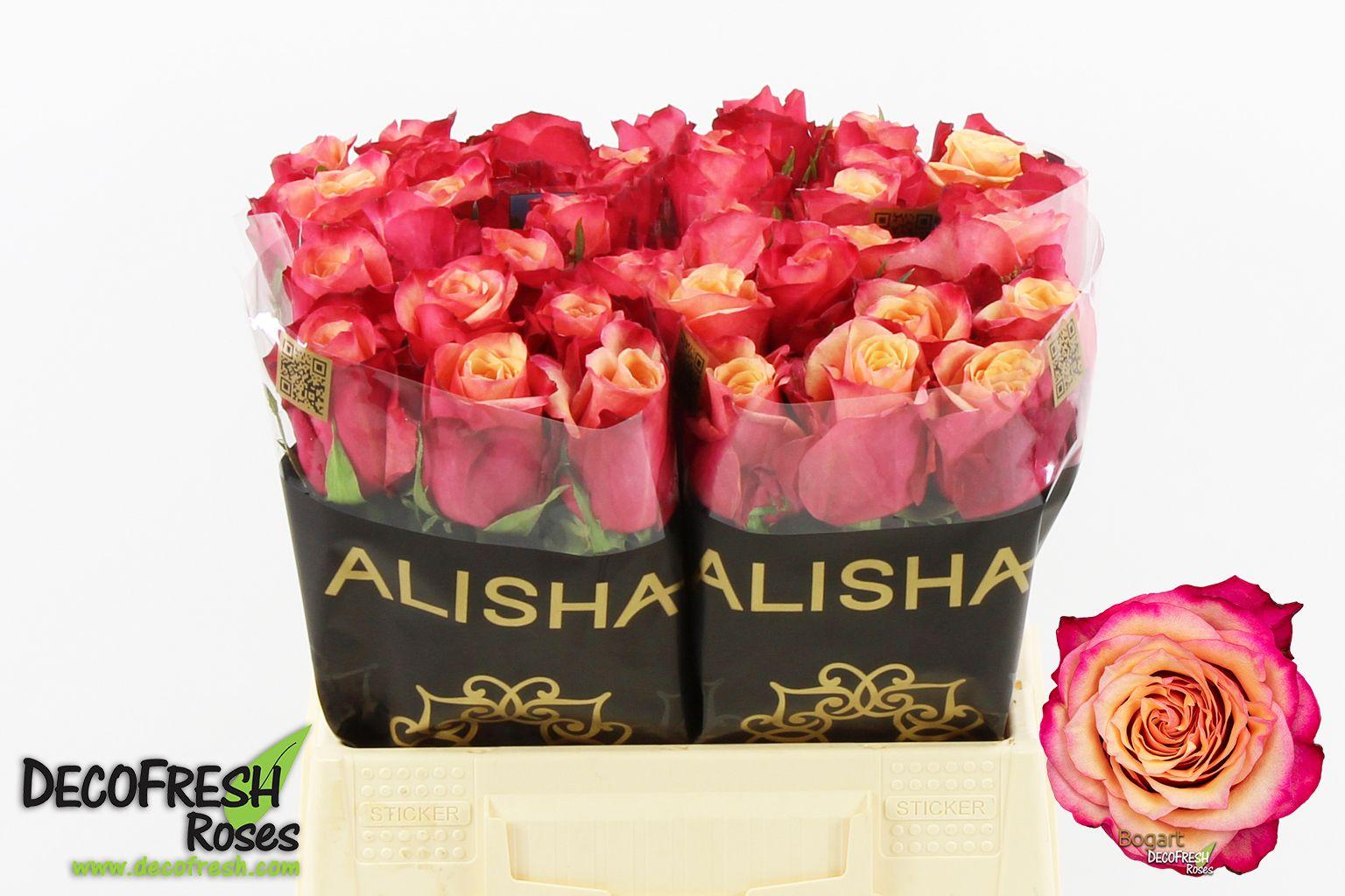 Срезанные цветы оптом Rosa large bogart от 40шт из Голландии с доставкой по России