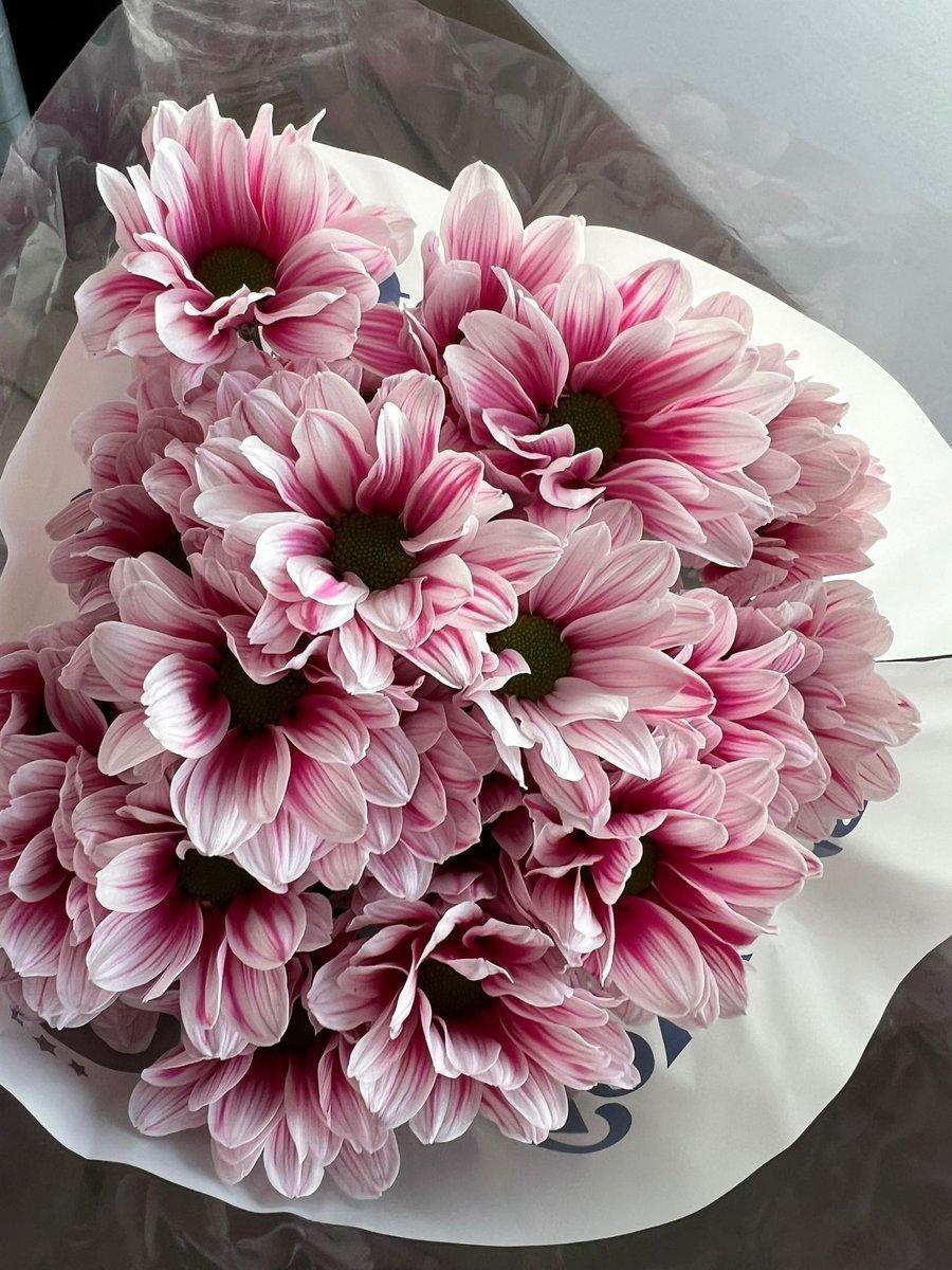 Срезанные цветы оптом Chrys sp paint kennedy pink от 80шт из Голландии с доставкой по России