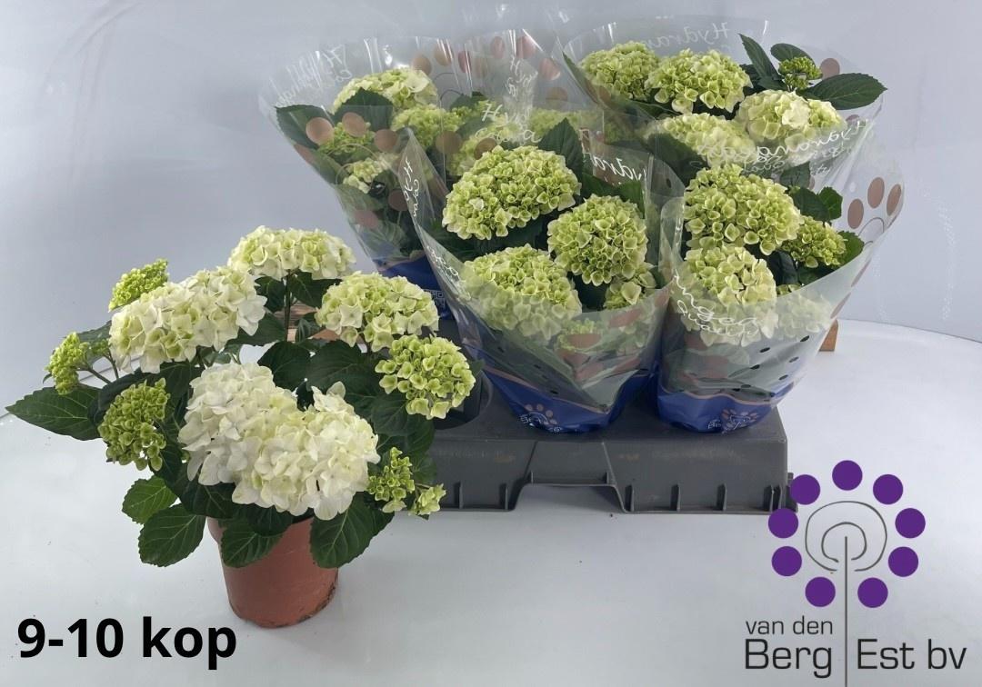 Горшечные цветы и растения оптом Hydr M Hi White Sun от 6шт из Голландии с доставкой по России