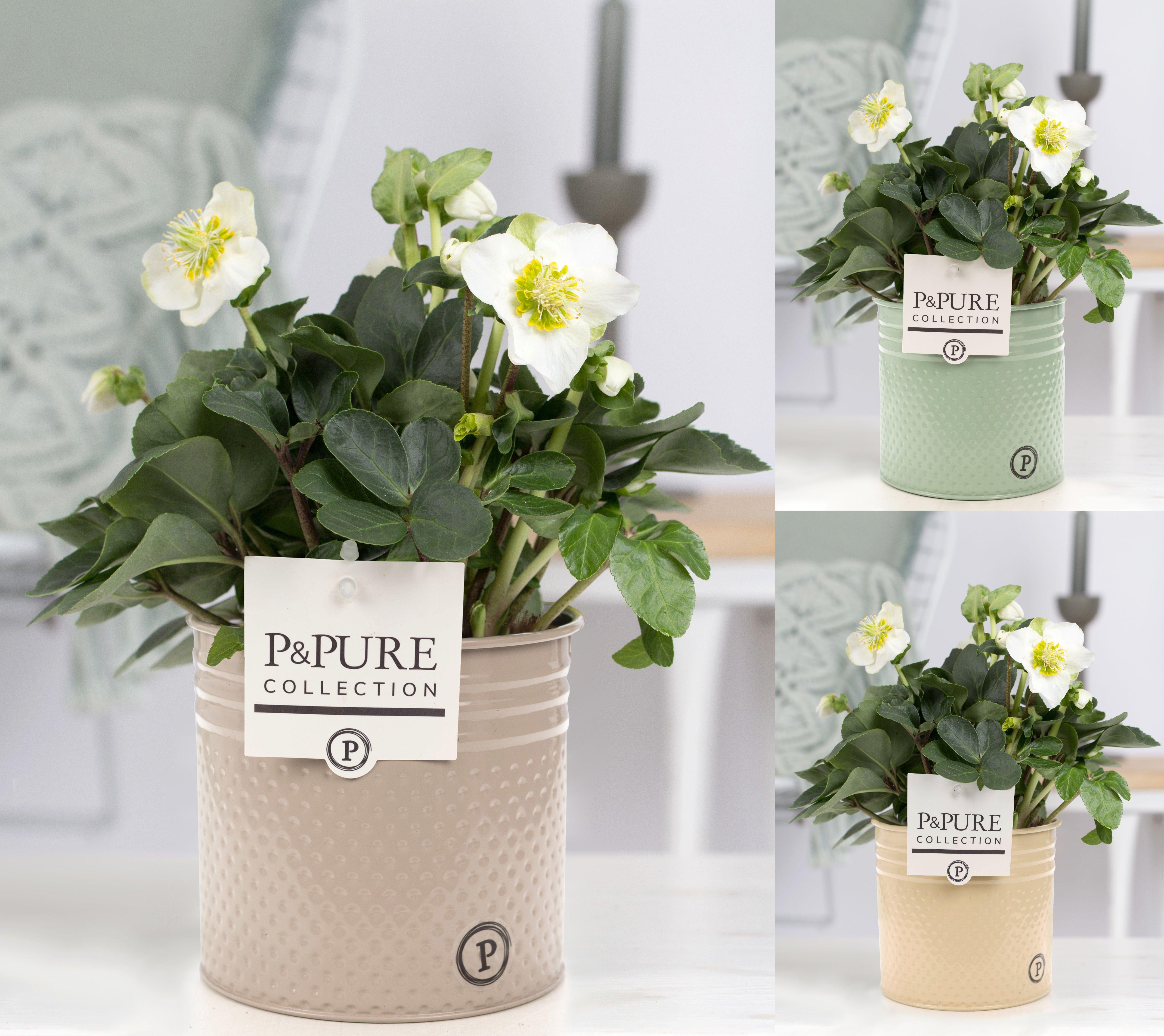 Горшечные цветы и растения оптом Helleborus N. Christmas Carol In Pure Zinc Louise от 5шт из Голландии с доставкой по России