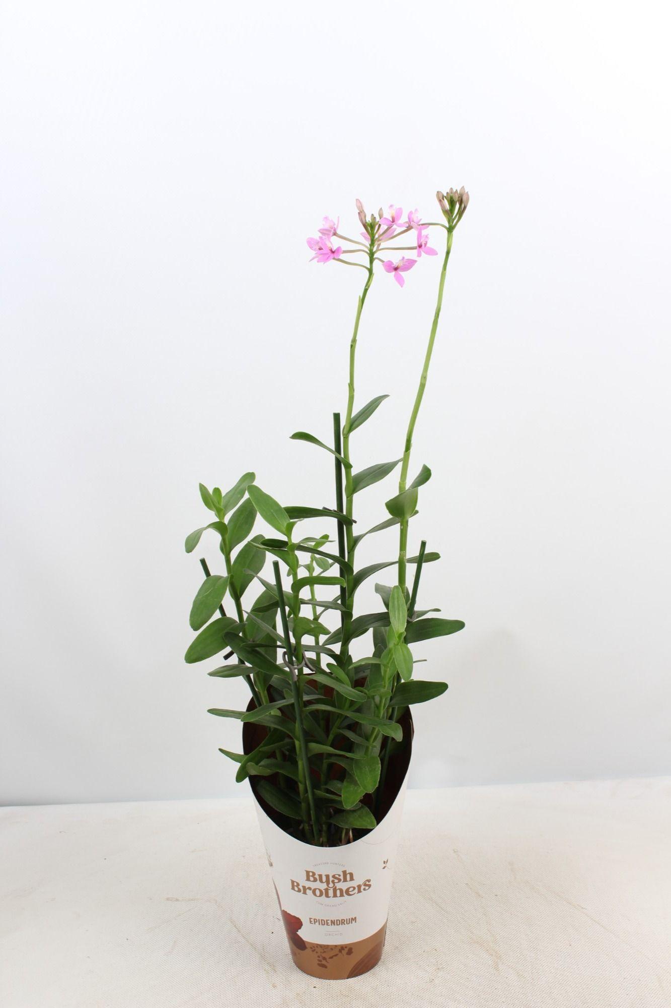 Горшечные цветы и растения оптом Epidendrum 2st Pink от 6шт из Голландии с доставкой по России