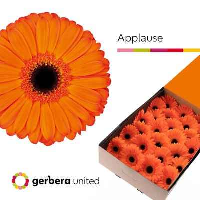 Срезанные цветы оптом Gerbera applause от 50шт из Голландии с доставкой по России