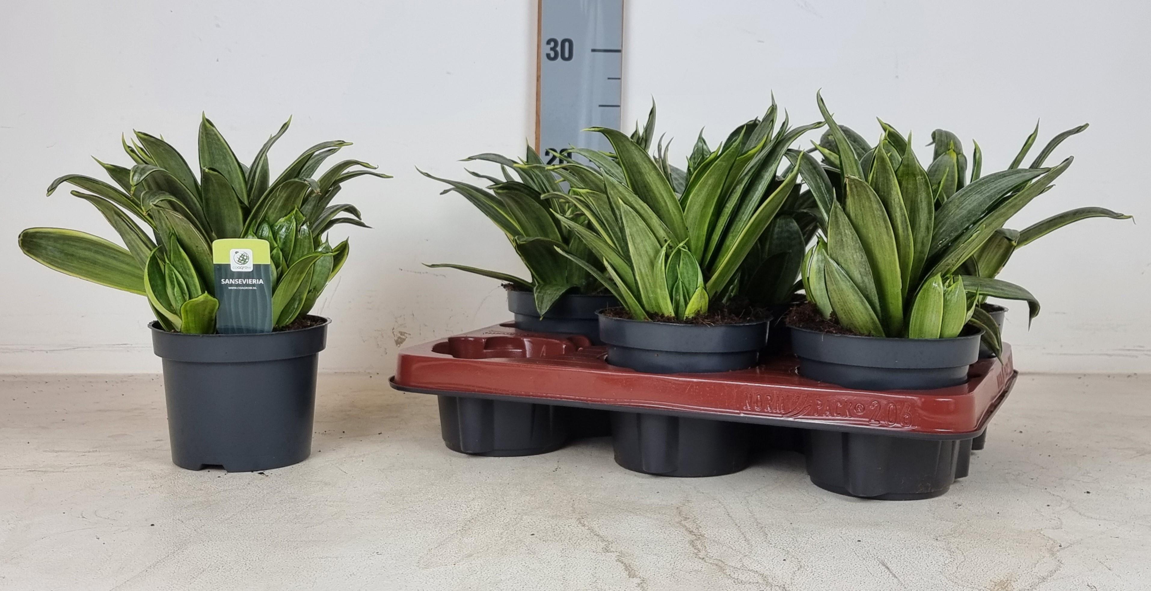 Горшечные цветы и растения оптом Sansev Almond Silver от 6шт из Голландии с доставкой по России