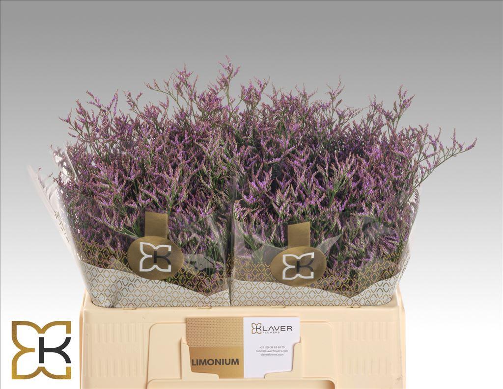 Срезанные цветы оптом Limonium safora dark blue от 100шт из Голландии с доставкой по России