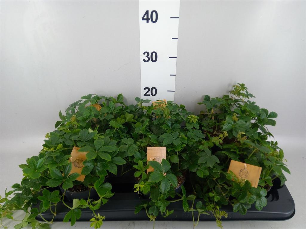 Горшечные цветы и растения оптом Parthenocissus Inserta от 6шт из Голландии с доставкой по России