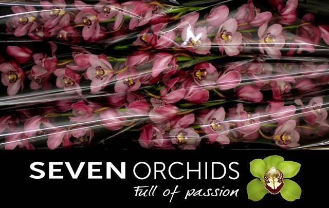 Срезанные цветы оптом Cymbidium pink tjakka от 6шт из Голландии с доставкой по России
