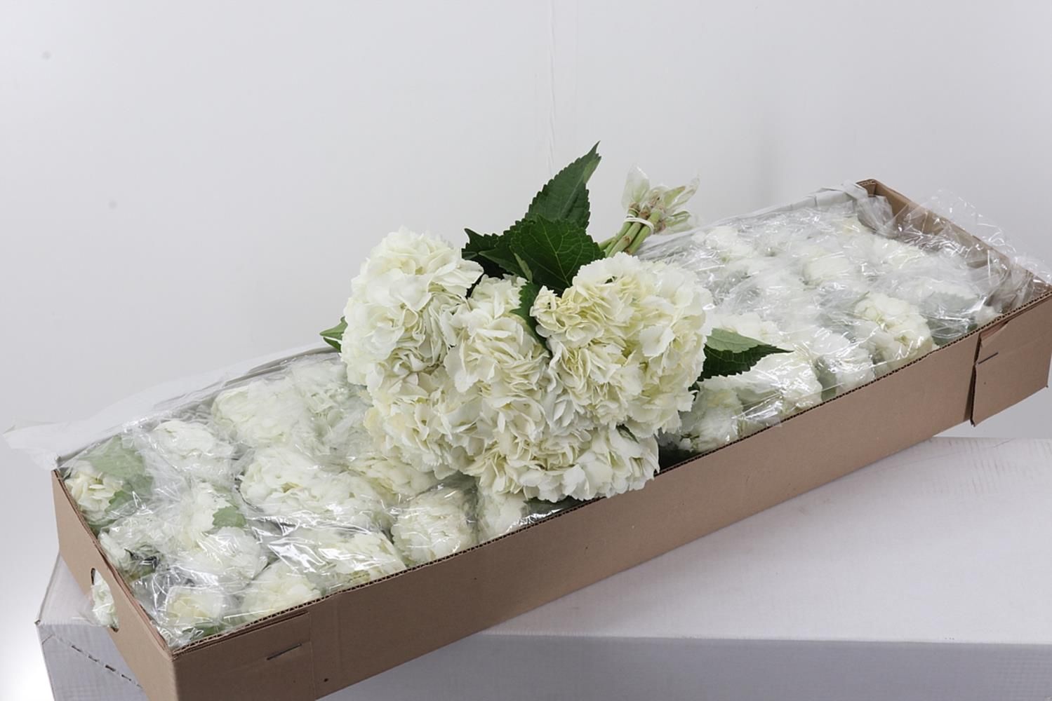 Срезанные цветы оптом Hydrangea box white от 30шт из Голландии с доставкой по России