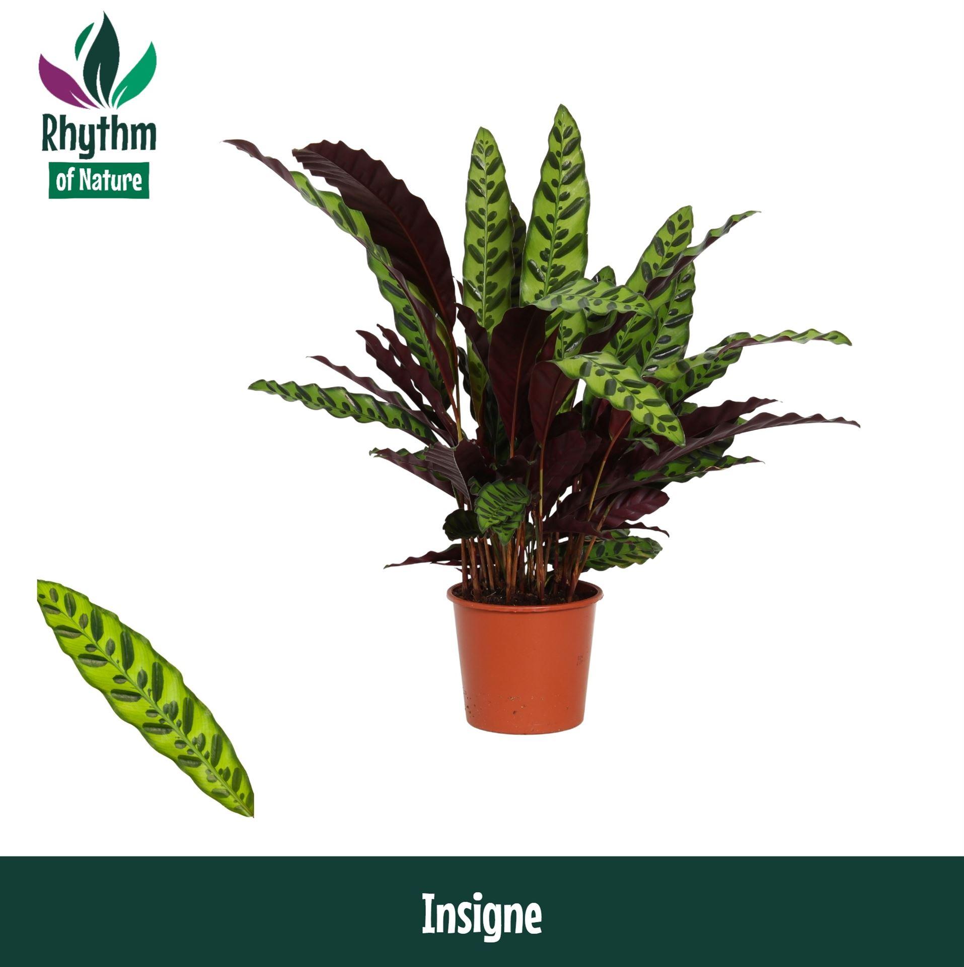 Горшечные цветы и растения оптом Calathea Lancifolia от 6шт из Голландии с доставкой по России