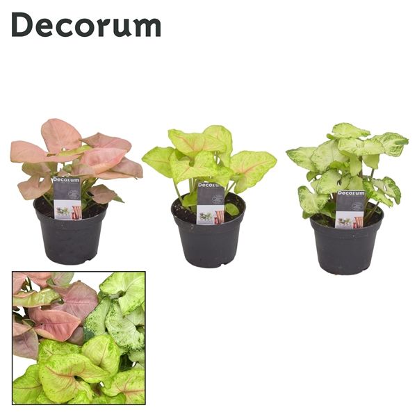 Горшечные цветы и растения оптом Syngonium Mix (decorum) от 16шт из Голландии с доставкой по России