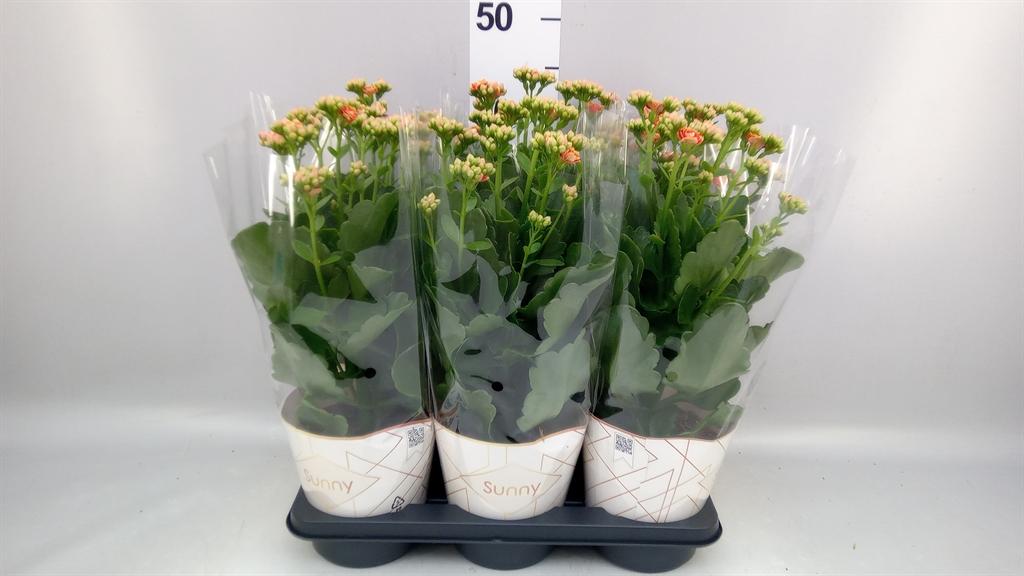 Горшечные цветы и растения оптом Kalanchoe volcanic Orange от 6шт из Голландии с доставкой по России