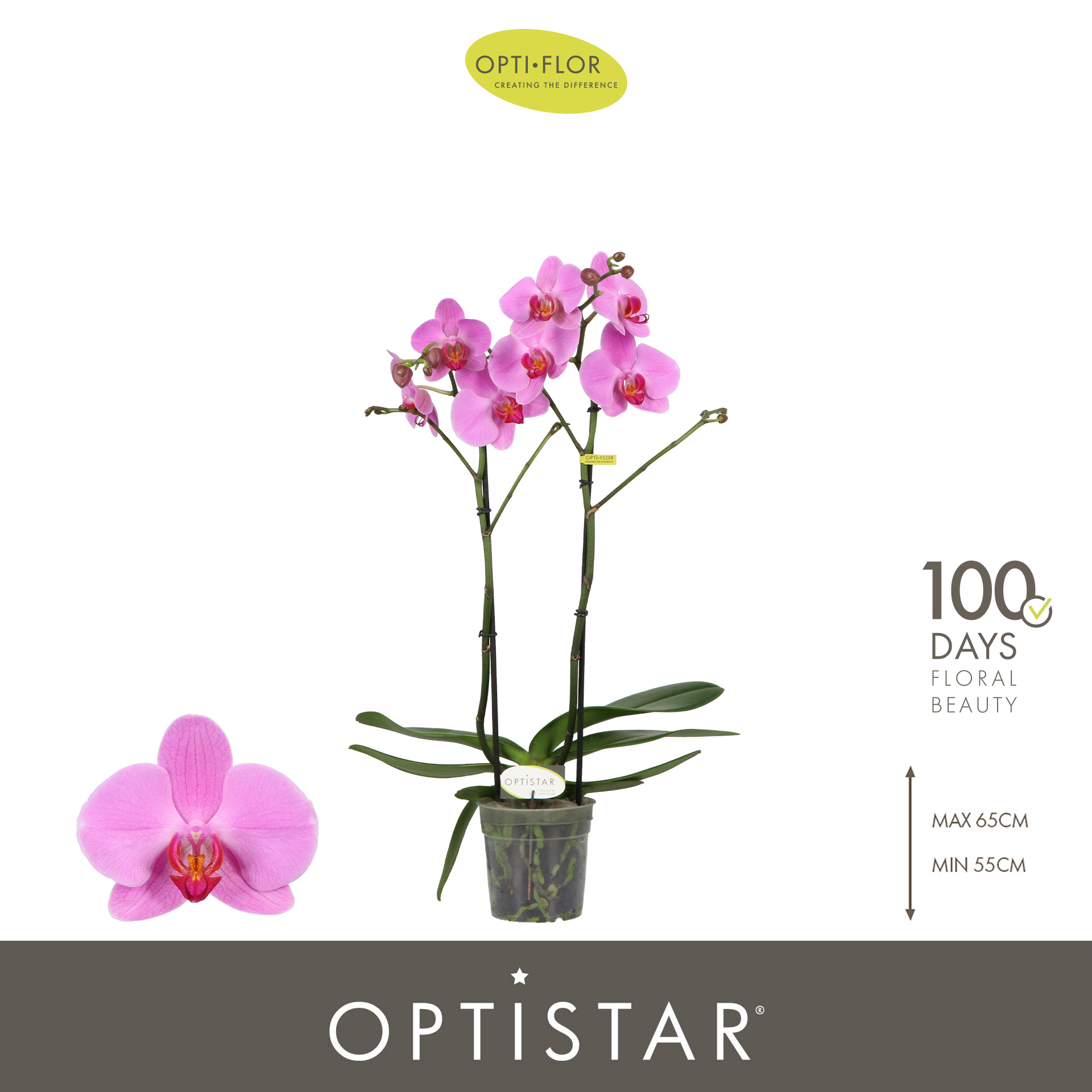 Горшечные цветы и растения оптом Phal 2st Optistar Yoko от 6шт из Голландии с доставкой по России