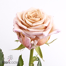 Срезанные цветы оптом Rosa large cortado от 60шт. из Голландии с доставкой по России